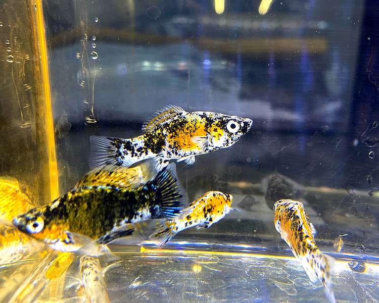 Calico Mollies ~ 4cm